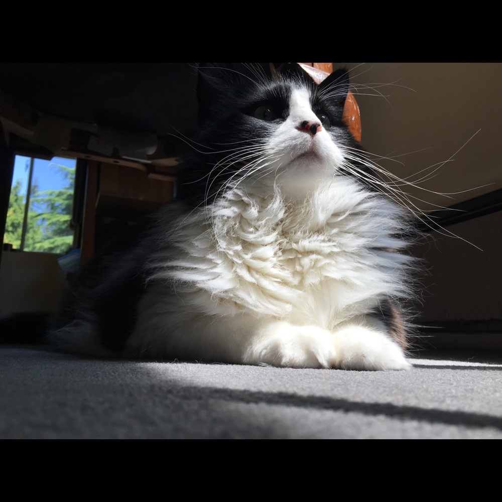 Meet your Posher, Ace